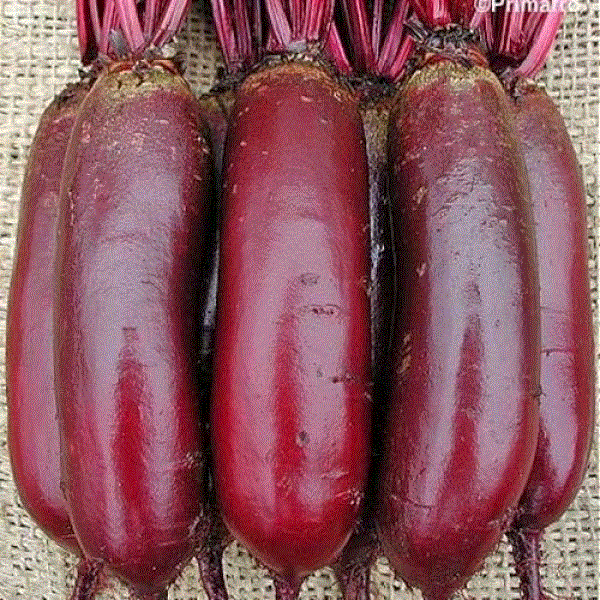 Legume - Sfecla rosie Cylindra , 10g seminte