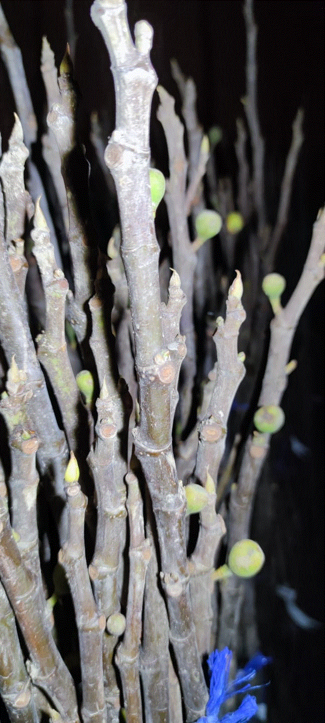 Smochin Black Mission ,120 - 140 cm , pe rod , rezistent la ger [1]