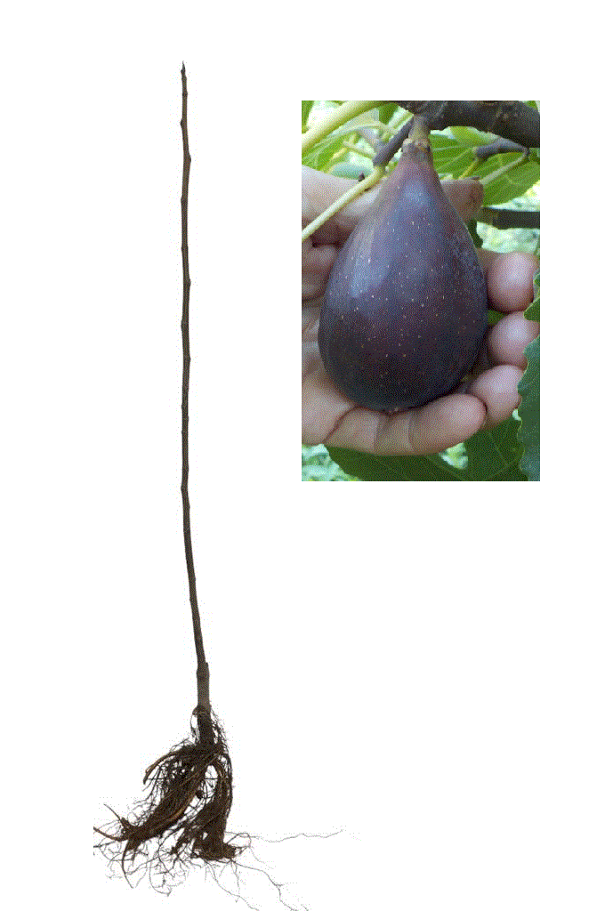 Smochin Black Mission ,120 - 140 cm , pe rod , rezistent la ger [0]