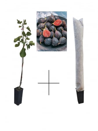 Toate produsele - Smochin Black Mission 60-80 cm + protectie iarna cadou