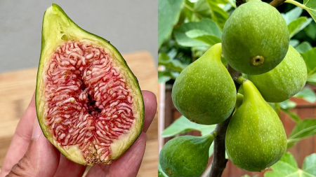 Pomi fructiferi - Smochin Desert King (Ficus Carica) - Fruct Verde, Pulpă Roșie, Rezistent 10-20cm