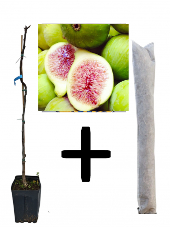 Copaci fructiferi - Smochin Dottato Bianco 100-120 cm  + cadou protectie iarna , verde pe rod
