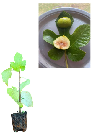 Smochini - Smochin DOTTATO - Fructe cu gust de miere și două recolte 10-20cm