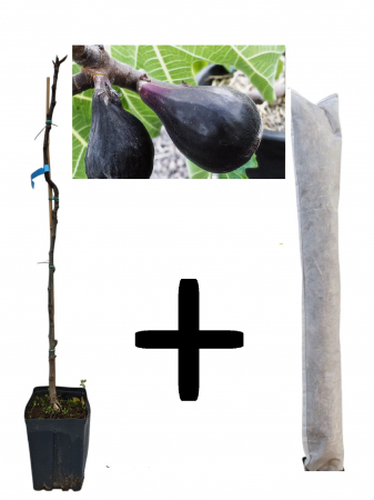 Copaci fructiferi - Smochin Melanzana Nero 100-120 cm + cadou protectie iarna , negru pe rod