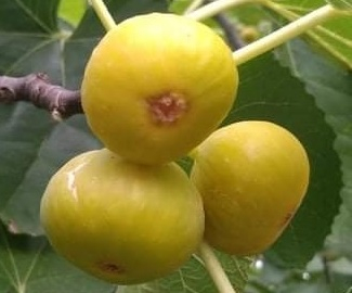 Arbusti fructiferi - Smochin Galben-Auriu Doree (Golden Fig) 30-50 cm,la ghiveci