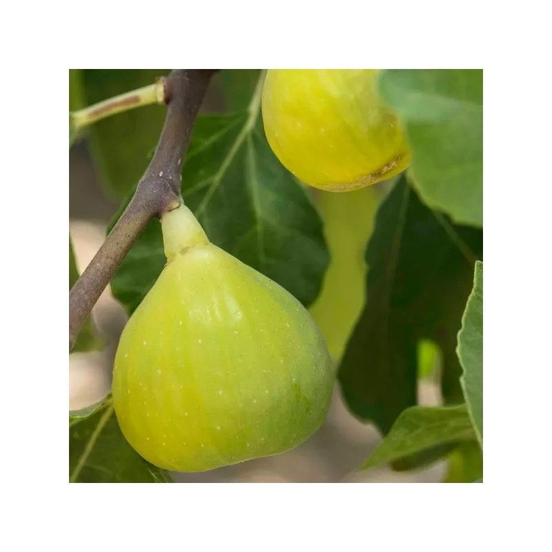 Arbusti fructiferi - Smochin galben Tena 15-30 cm, la ghiveci