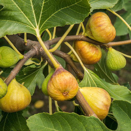 Arbusti fructiferi - Smochin Galben-Verzui Madeleine des Deux Saisons,30-50 cm, la ghiveci
