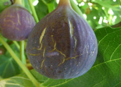 Arbusti fructiferi - smochin Gri-violet Col de Dame Gris', 15-30 cm, la giveci