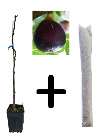 Copaci fructiferi - Smochin Turca 100-120 cm + cadou protectie iarna , negru pe rod