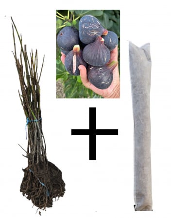 Toate produsele - Smochin negru Black Mission 120-140 cm + protectie iarna cadou, radacina libera