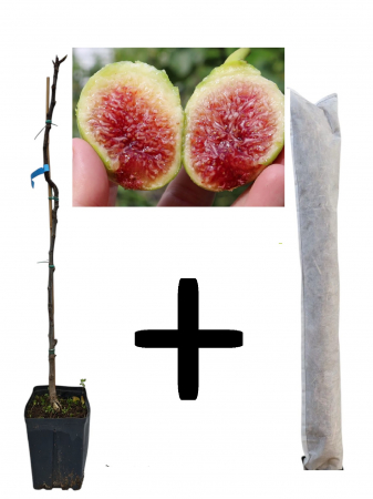Copaci exotici (aclimatizati) - Smochin Paradiso 100-120 cm + cadou protectie iarna, verde pe rod