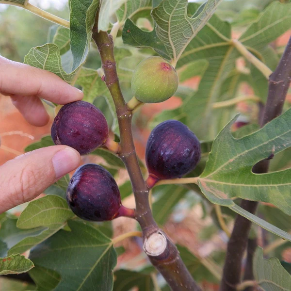 Toate produsele - Smochin violet 'Ronde de Bordeaux'  30-50 cm,la ghiveci