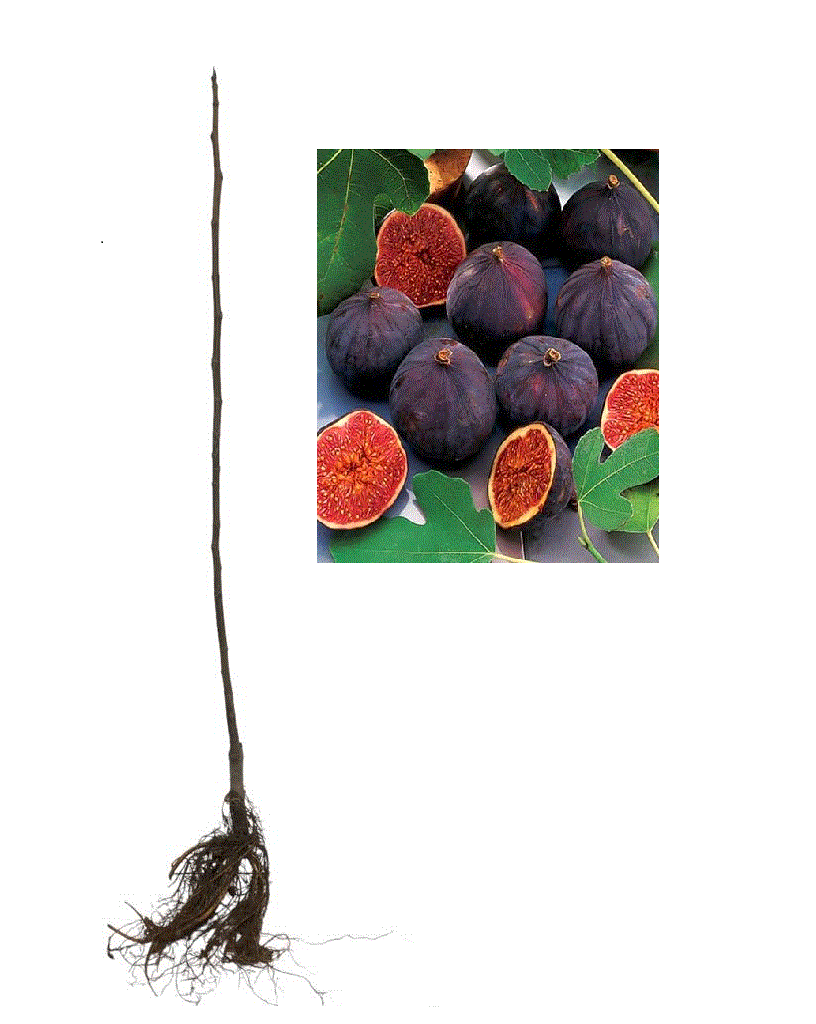 Smochin Royal Black  140 - 160 cm , pe rod , rezistent la ger , radacina libera [0]