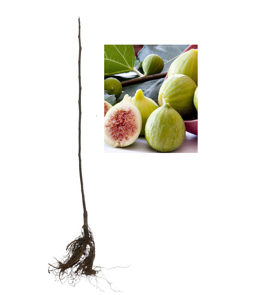 Smochin Royal White ,140 - 160 cm , pe rod , rezistent la ger , radacina libera [0]