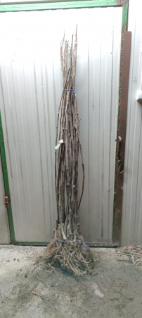 Smochin Royal White ,140 - 160 cm , pe rod , rezistent la ger , radacina libera [1]