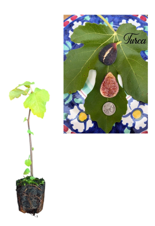 Smochini - Smochin TURCA – cu fructe uriașe, dulce și rezistent la ger 10-20cm