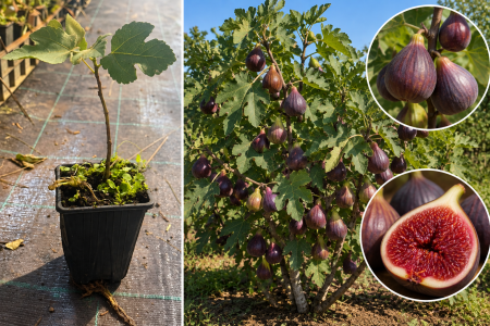 Copaci exotici (aclimatizati) - Smochin TURCA – cu fructe uriașe, dulce și rezistent la ger 5-10cm