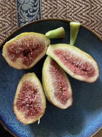Pomi fructiferi - Smochin Twotimer Gustis Roșu-Brun cu Formă de Banană și Rodire Dublă rezistent 10-20cm