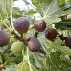 Arbusti fructiferi - Smochin Violet-Cenusiu Dauphine ,15-30 cm,la ghiveci