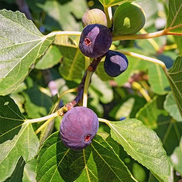 Arbusti fructiferi - Smochin Violet Inchis Petite D'Alger 10 cm , la ghiveci