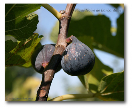 Arbusti fructiferi - Smochin Violet-Negru 'Noire de Barbentane 10 cm,la ghiveci