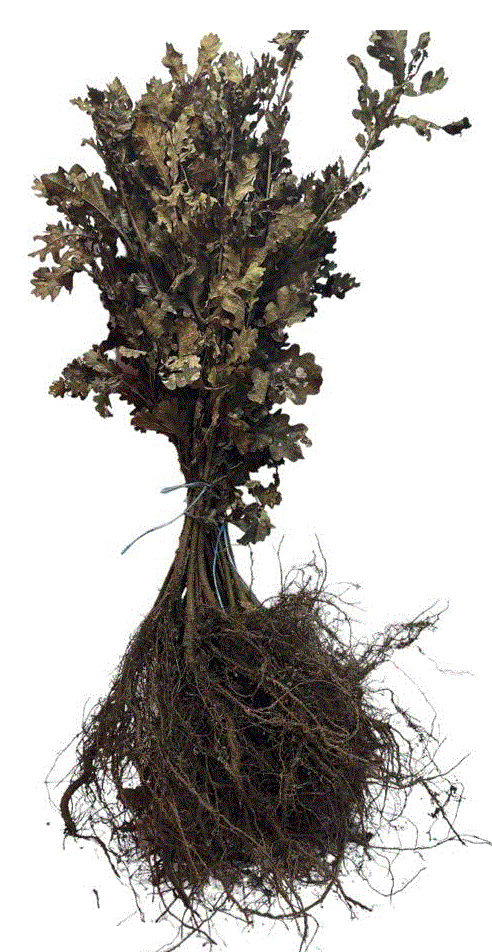 Copaci forestieri - Stejar 40-60cm , Quercus robur , radacina libera
