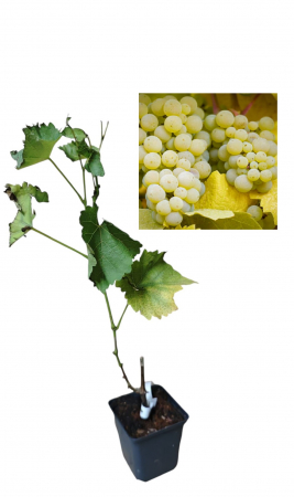 Arbusti fructiferi - Struguri albi Solaris