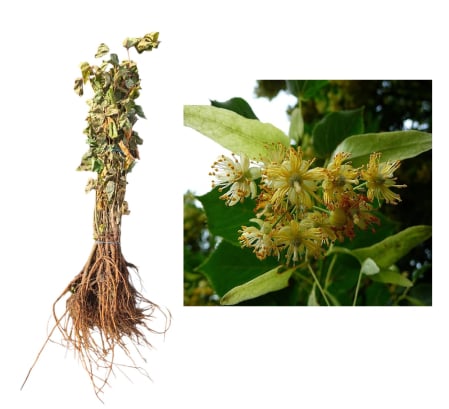 Copaci forestieri - Tei cu frunza mare pucios - Tilia platyphyllos 40-60 cm , radacina libera