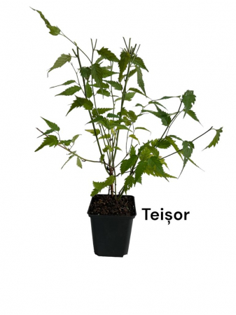 Teisor cu flori galbene (Kerria japonica ) [0]