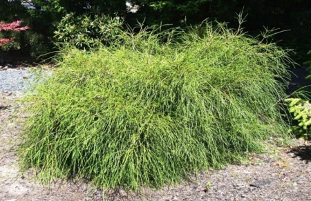 Conifere - Thuja Plicata Whipcord  Tuia Cedru Roșu Occidental 5cm