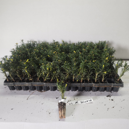 Tisa (Taxus media Hicksii) 5 cm , gard viu [1]