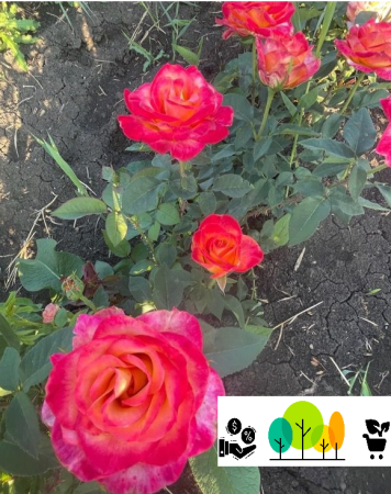 Trandafiri tufa - Trandafir Alinka , bicolor roz-portocaliu , radacina libera (44)