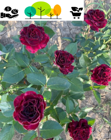 Trandafiri tufa - Trandafir „Black Magic”teahibrid rosu inchis, radacina libera (9)