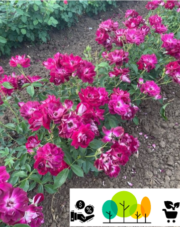 Trandafiri tufa - Trandafir Burgundy, roșu-închis ,radacina libera (49)