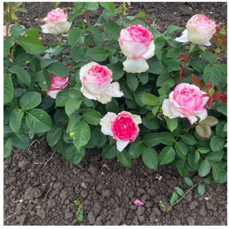 Trandafiri cu Rădăcină Liberă (Tufă) - Trandafir Dolce Vita Alb-Roz, 30-50 cm, Rădăcină Liberă