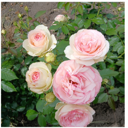 Trandafiri cu Rădăcină Liberă (Tufă) - Trandafir Eden Rose Roz-Pal, 30-50 cm, Rădăcină Liberă