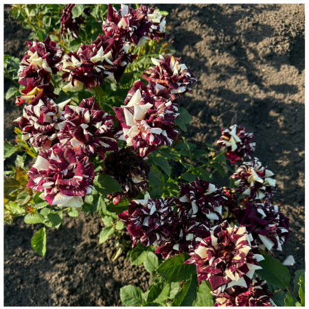 Trandafiri cu Rădăcină Liberă (Tufă) - Trandafir Hocus Vișiniu-Crem, 30-50 cm, Rădăcină Liberă