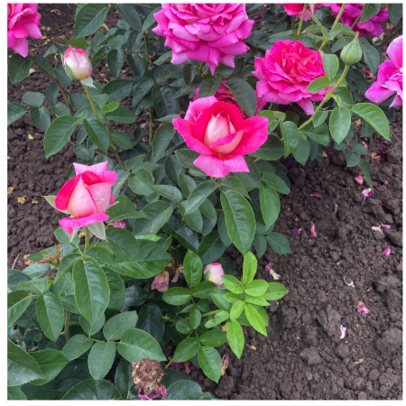 Trandafiri cu Rădăcină Liberă (Tufă) - Trandafir Kronenburg Roz, 30-50 cm, Rădăcină Liberă