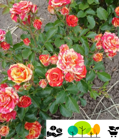 Trandafiri tufa - Trandafir Monet  teahibrid - floribunda, alb-crem-roz-piersica-galben,radacina libera (61)