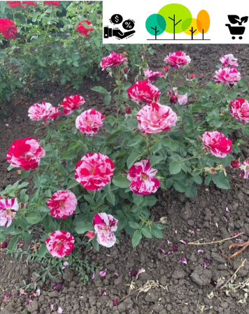 Trandafiri tufa - Trandafir New Imagine,roz pal-intens , radacina libera (42)