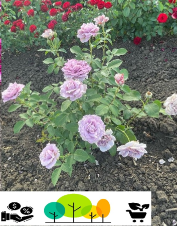 Trandafiri tufa - Trandafir Novalis floribund,mov-liliac , radacina libera (3)