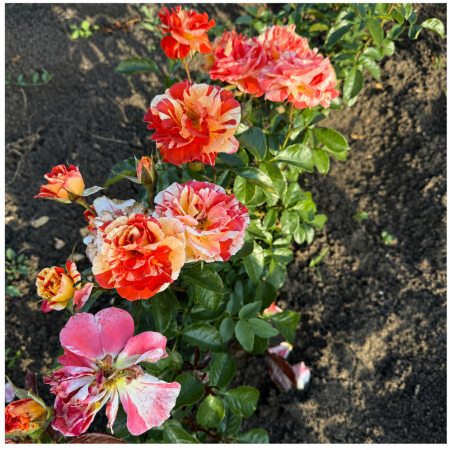 Trandafiri cu Rădăcină Liberă (Tufă) - Trandafir Orange and Lemon Portocaliu-Galben, 30-50 cm, Rădăcină Liberă