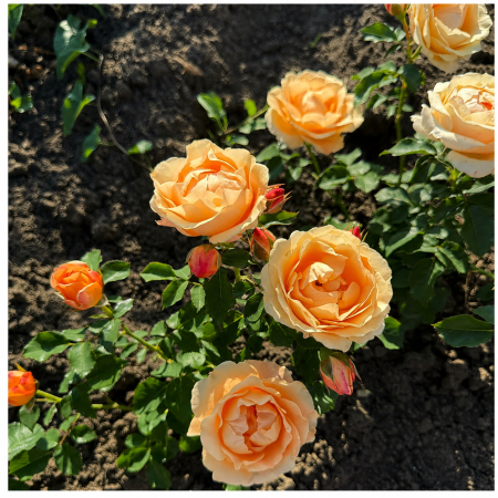 Trandafiri cu Rădăcină Liberă (Tufă) - Trandafir Orange Portocaliu, 30-50 cm, Rădăcină Liberă
