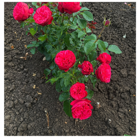 Trandafiri cu Rădăcină Liberă (Tufă) - Trandafir Red Piano Roșu, 30-50 cm, Rădăcină Liberă