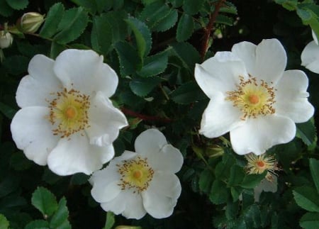 Arbori decorativi - Trandafir scotian/trandafir de nisip (Rosa pimpinellifolia) 50-80cm,radacina libera