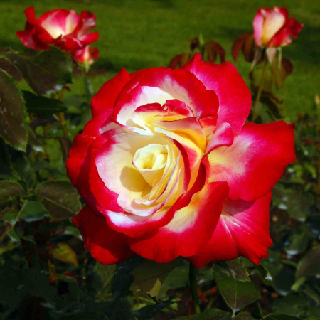 Trandafiri - Trandafir teahibrid Double ( Double Delight sau Double Knock Out), la ghiveci
