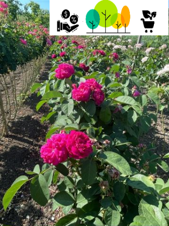 Trandafiri pom - Trandafir tip pom Dulceata, roz intens ,altoit pe trunchi inalt, radacina libera (30)