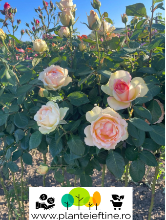 Trandafiri pom - Trandafir tip pom Jalitha, bicolor cu tenta verziu-roz altoit pe trunchi inalt, radacina libera (3)