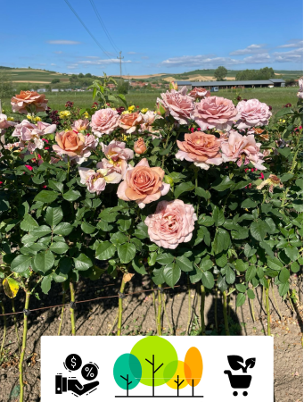 Trandafiri pom - Trandafir tip pom Koko Lono bicolor roz pal-cafeniu-liliachiu, altoit pe tulpina inalta, radacina libera (13)