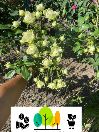 Trandafiri pom - Trandafir tip pom Lovely Green, alb-verzui, altoit pe trunchi înalt , radacina libera (19)